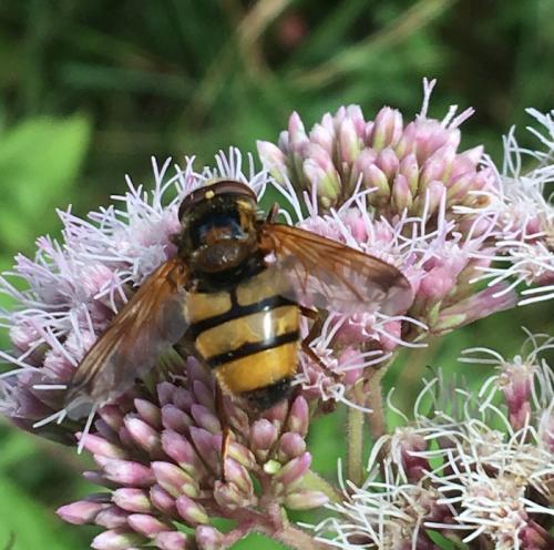 Réf. 189 635 : Volucella inanis